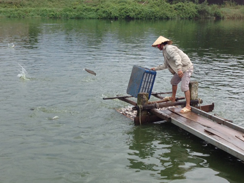 Mô hình nuôi cá lóc bông tại xã Láng Dài, huyện Đất Đỏ cho hiệu quả cao.