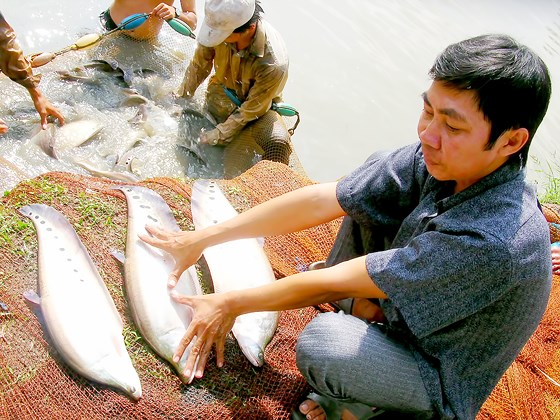 Cá thát lát, đặc sản của Hậu Giang.