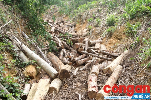Khối lượng lớn gỗ bị khai thác, tập kết chuẩn bị đưa đi tiêu thụ bị phát hiện.