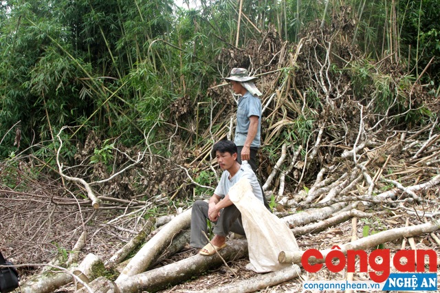 Hai đối tượng được chủ rừng thuê dùng cưa xăng để chặt phá, với tiền công 200.000 đồng/người/ngày.