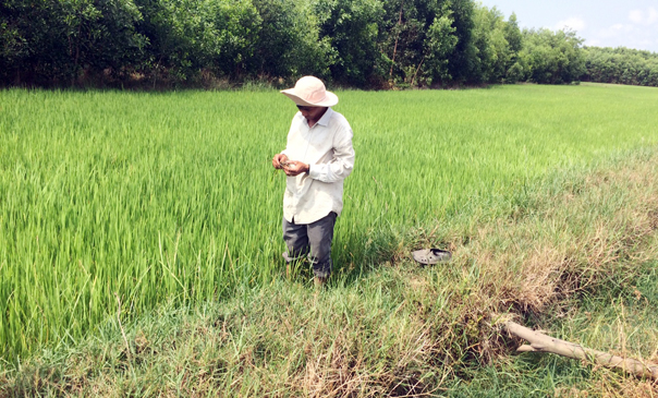 Ông Nguyễn Hùng Sĩ kiểm tra sự phát triển của lúa.