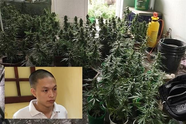 Đối tượng trồng cần sa ngay tại sân thượng