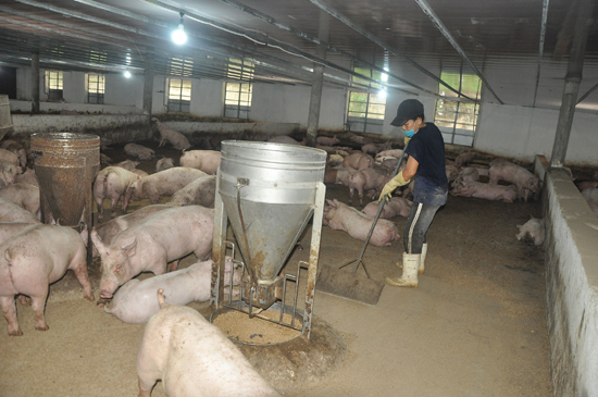 Nhờ áp dụng đệm lót sinh học trong chăn nuôi heo, trang trại chăn nuôi heo của Công ty TNHH Trang Linh  (xã Bông Trang, huyện Xuyên Mộc) không phát sinh chất thải, không gây ô nhiễm môi trường.