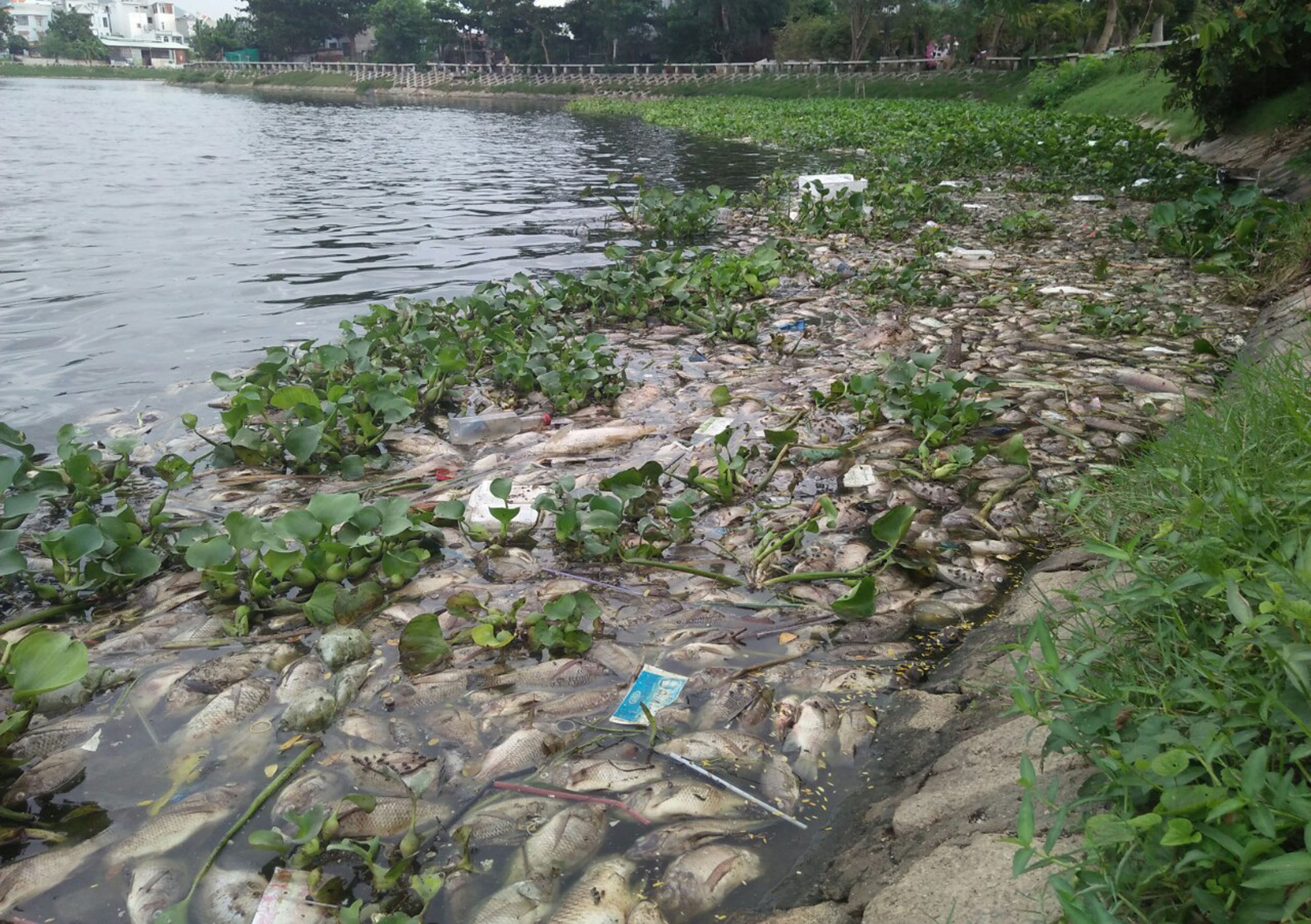 Cá chết dạt vào bờ hồ Bàu Sen.