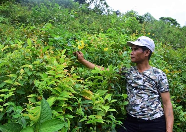 Lá ngón mọc khắp nơi ở huyện núi cao Nam Trà My.