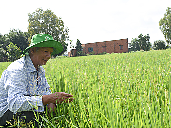 Từ khi được học lớp trồng lúa năng suất cao, ông Lê Văn Thạch đã biết cách phòng trị bệnh, tăng năng suất cho diện tích lúa của gia đình. 