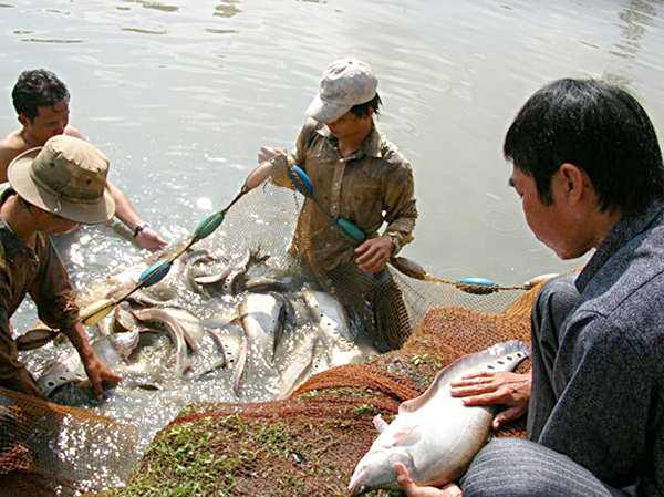 Nông dân huyện Vị Thủy (Hậu Giang) thu hoạch cá thát lát cườm.
