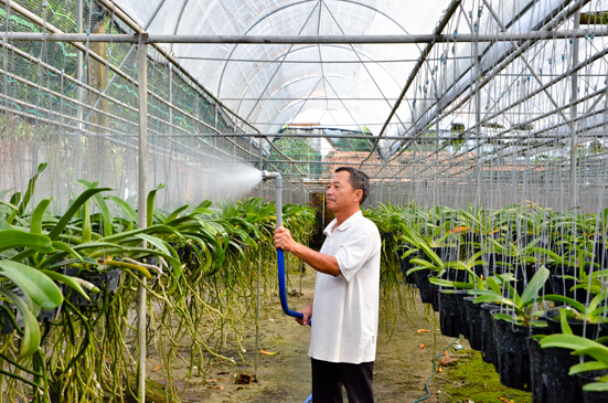 Vườn lan của ông Trần Thanh Phương, ấp An Đồng, xã An Nhứt,  huyện Long Điền đang cho thu nhập hàng trăm triệu đồng/năm.