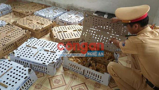 Toàn bộ lô hàng gà con không có giấy tờ chứng minh nguồn gốc, xuất xứ