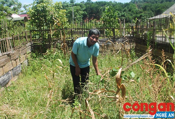 Cuộc sống của người dân tái định cư nhường đất cho Nhà máy Thủy điện Hủa Na đang gặp nhiều khó khăn do thiếu đất sản xuất