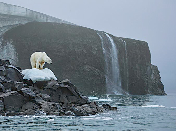 Một con gấu Bắc cực đứng trên đảo Rudolf (Nga), nơi băng đá lâu năm đang tan chảy.
