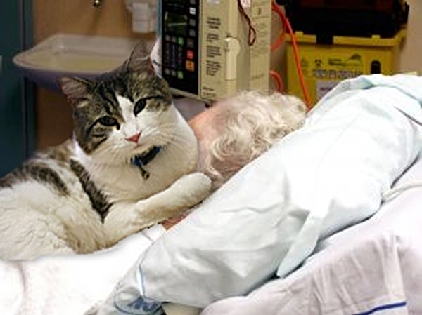 Mèo Oscar nằm cạnh bà bà Logar Sanchez, 80 tuổi, 4 tiếng trước khi bà qua đời.