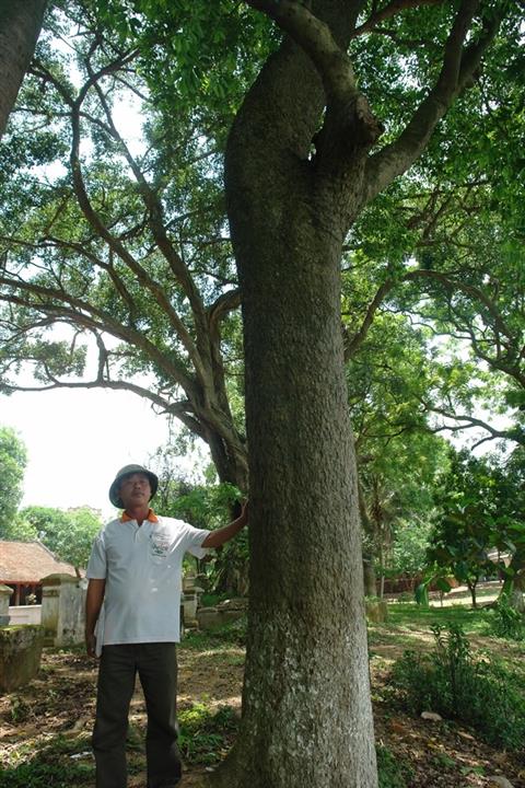 Cây sưa cổ thụ tại đền Chóa (Yên Phong, Bắc Ninh).