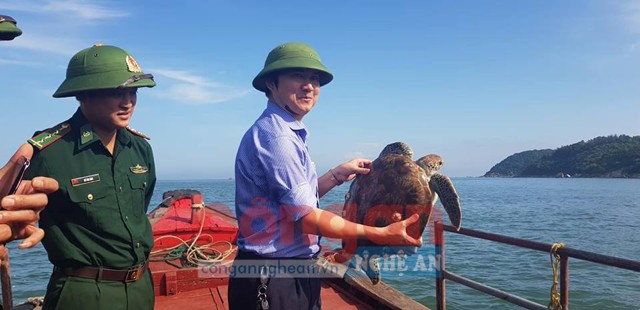 Lực lượng chức năng tiến hành thả đồi mồi quý hiếm về môi trường biển