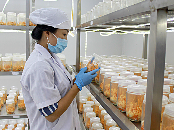 Công nhân tại trang trại nấm của bà CaoThị Hồng Vân, xã Hoà Long, TP.Bà Rịa kiểm tra sự phát triển của nấm đông trùng hạ thảo.