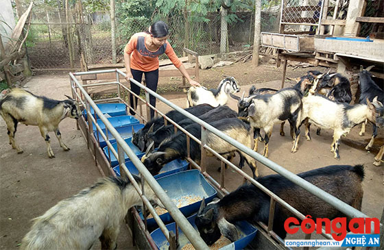  Đẩy mạnh tái cơ cấu nông nghiệp theo hướng tăng tỉ trọng ngành chăn nuôi là hướng đi mang lại hiệu quả cao