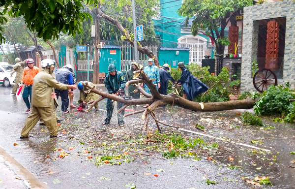 Nhân viên Công ty CP Phát triển Công viên cây xanh và đô thị Vũng Tàu tiến hành chặt bỏ cây bằng lăng bị ngã đổ ở trước hẻm 97, đường Phan Chu Trinh, phường 2 (TP. Vũng Tàu). Anh: THANH HUY