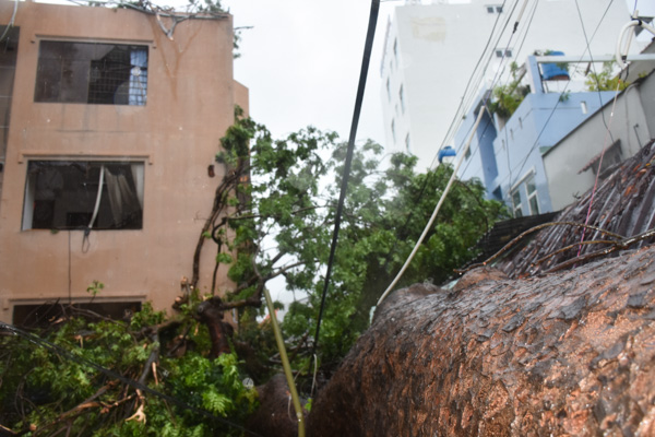 Một gốc cây cổ thụ trên đường Nguyễn Du (TP.Vũng Tàu) trốc gốc ngã đổ làm vỡ kính tầng 2 và 3 trụ sở làm việc của Công ty CP Công trình Giao thông tỉnh. Ảnh: THANH TRÍ