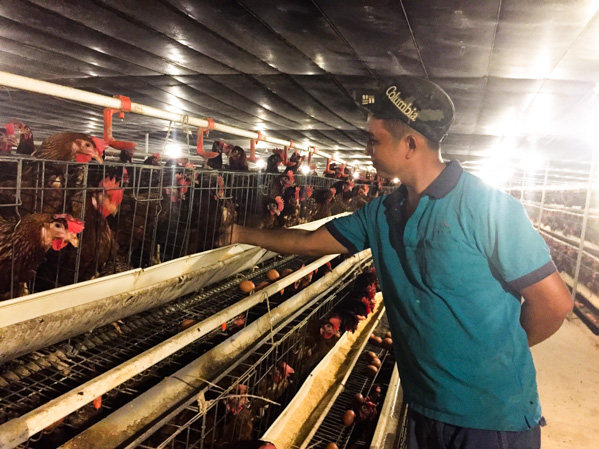 Trang trại nuôi gà của bà Nguyễn Thị Ngọc Bông (thôn 3, xã Suối Rao, huyện Châu Đức) áp dụng mô hình chăn nuôi chuồng lạnh, cho hiệu quả kinh tế cao. Ảnh: TRÚC GIANG