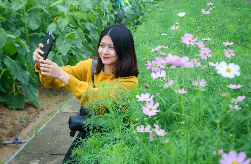 Cùng với đó, một diện tích lớn hoa cánh bướm cũng đã bắt đầu khoe sắc.