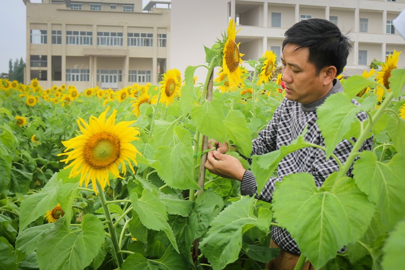 Do mưa lớn nên những cánh hoa nghiêng ngả, các bạn sinh viên cùng thầy giáo đang khắc phục. Trong ảnh, thầy Dũng – Người trực tiếp quản lý trại thực nghiệm đang hướng dẫn các bạn sinh viên buộc định hình lại những bông hoa bị nghiêng.