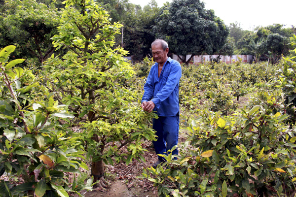 Ông Huỳnh Ngọc Hải (khu phố Hải Hòa, thị trấn Long Hải, huyện Long Điền) chăm sóc vườn mai Tết. Ảnh: QUANG VINH