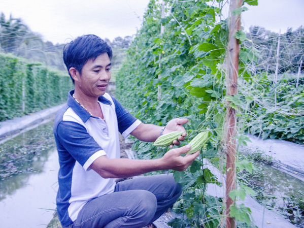 Nông dân Triệu Chí Tâm (khu 1, huyện Côn Đảo) thăm vườn trồng khổ qua của gia đình. 