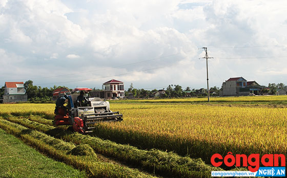 Bức tranh nông nghiệp tại Nghệ An đã có nhiều khởi sắc, đổi thay