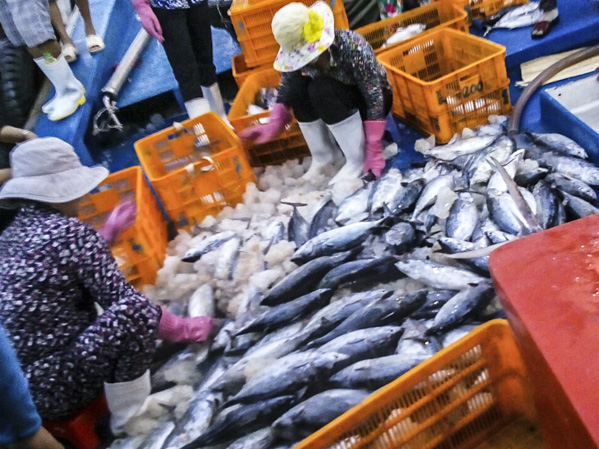 Chuyến biển trúng 4 tấn cá thu của gia đình ông Nguyễn Đình Ngọc hồi tháng 4-2018.
