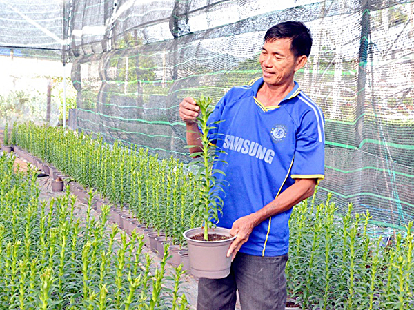 Anh Mai Hùng Sơn, cung cấp ra thị trường Tết các loại hoa: cúc đại đóa, cúc pha lê, hoa ly.