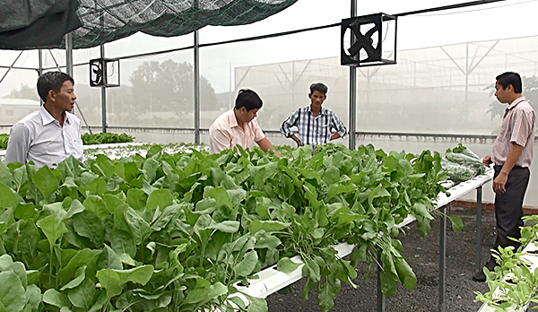 Cán bộ Hội Nông dân huyện Đất Đỏ tham quan nông trại rau thủy canh của Công ty TNHH Nông nghiệp sạch Sao Mai.