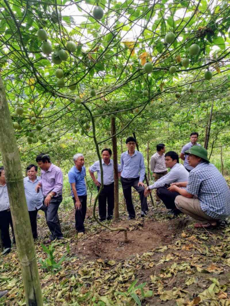 Việc hình thành mô hình sản xuất nông nghiệp sạch đang là hướng đi chung của nhiều hợp tác xã  tại Nghệ An