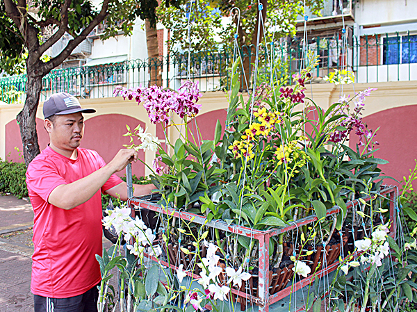 Chọn mua lan tại một điểm bán trên đường Nguyễn Thái Học, TP.Vũng Tàu. Ảnh: QUANG VINH
