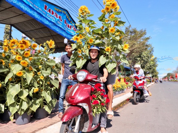 Anh Nguyễn Văn Trí (xã Phước Thuận, huyện Xuyên Mộc) chọn được chậu hoa hướng dương ưng ý.