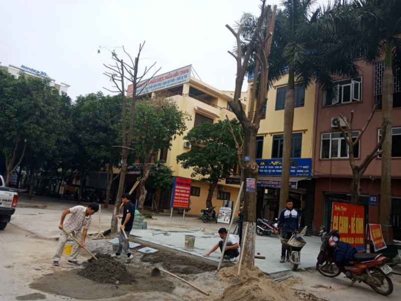 Thời gian qua, một số cây xanh trên các tuyến đường TP Vinh bị chặt hạ, thay thế khi chưa được phép của cơ quan chức năng