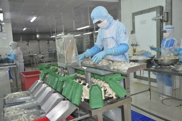 Công nhân Công ty TNHH Tứ Hải phân loại kích cỡ cá đục xuất khẩu.