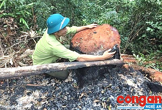 Dấu vết đốt cháy quanh gốc cây với ý định xóa dấu vết. Ảnh: Kiểm lâm Quảng Bình cung cấp