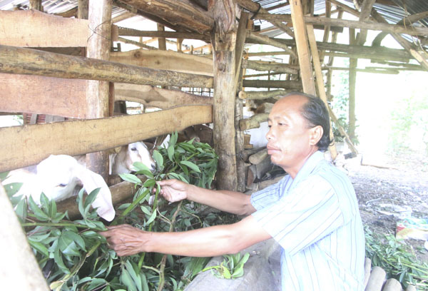 Gia đình ông Trần Văn Lập (dân tộc Tày, ở ấp Phú Lộc, xã Hòa Hiệp, huyện Xuyên Mộc) được hỗ trợ dê giống để phát triển sản xuất. 