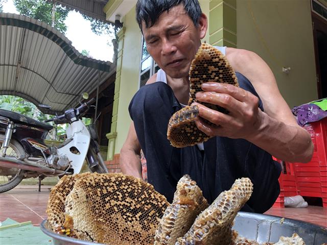 Thu hoạch ong&nbsp;truyền thống&nbsp;hoàn toàn thủ công&nbsp;