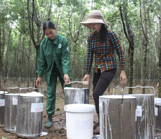 Năm 2019, Công ty CP Cao su Bà Rịa phấn đấu khai thác 10.000 tấn mủ cao su. Trong ảnh: Thu hoạch mủ cao su tại Nông trường cao su Xà Bang.