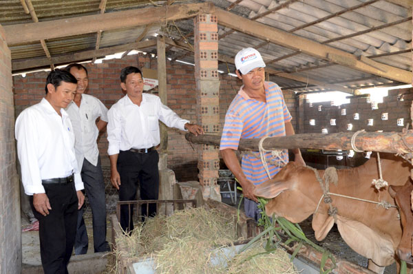 Cán bộ Hội Nông dân huyện và xã Phước Hội khảo sát dự án nuôi bò sinh sản tại gia đình anh Ngô Văn Tý.