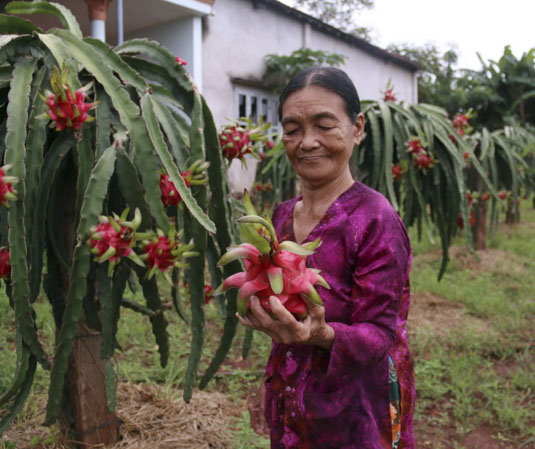 Bà Hoàng Thị Lan, ấp Trang Định, xã Bông Trang, huyện Xuyên Mộc lo lắng vì giá thanh long giảm trong khi chi phí sản xuất tăng.