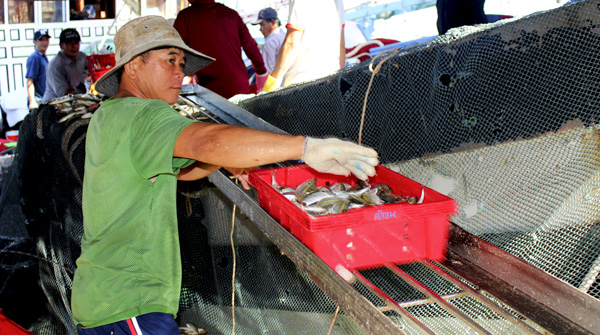 Ngư dân bốc cá tại cảng phường 5, TP.Vũng Tàu.