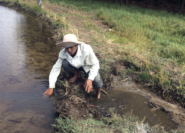 Ông Lê Hùng Sĩ (ấp An Bình, xã Lộc An, huyện Đất Đỏ) cải tạo 2ha đất nhiễm mặn để trồng lúa.  