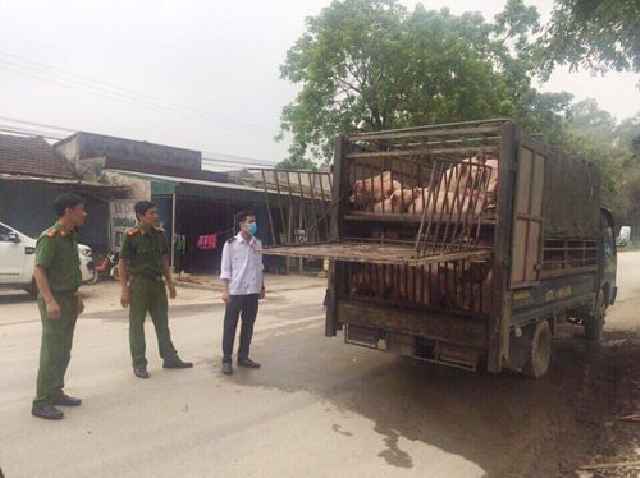Lực lượng chức năng kiểm tra số lợn bị bắt giữ