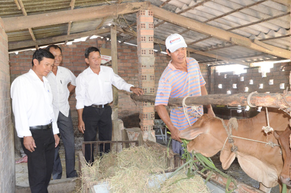 Cán bộ Hội Nông dân xã Phước Hội và Hội Nông dân huyện hướng dẫn gia đình anh Ngô Văn Tý cách chăm sóc bò sinh sản.