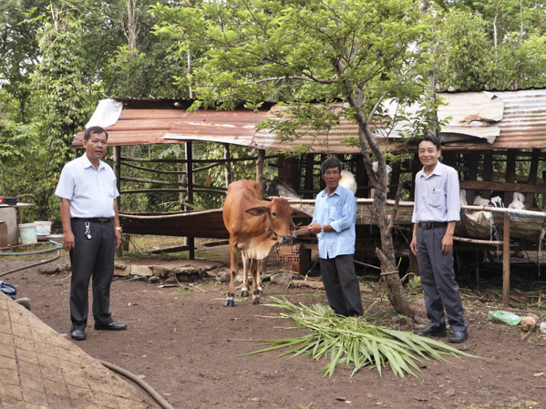 Ông Nguyễn Anh (đứng giữa, ở thôn Quảng Phú, xã Đá Bạc) vui mừng được Hội CTĐ huyện Châu Đức tặng bò giống.