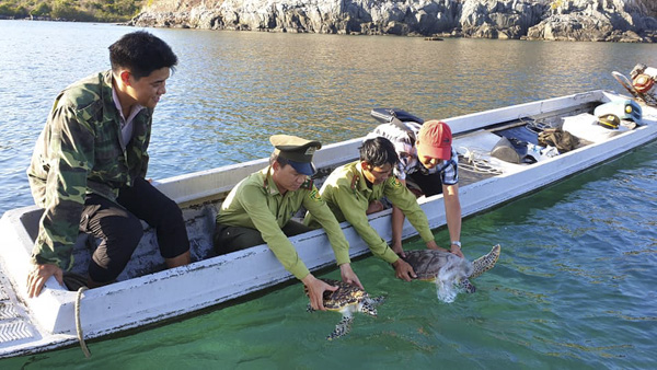Lực lượng kiểm lâm Vườn Quốc gia Côn Đảo thả 2 cá thể rùa quý trở lại biển ở khu vực Hòn Tre Côn Đảo.