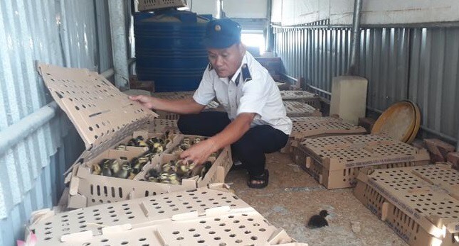 Cán bộ Trạm Chăn nuôi - Thú y Diễn Châu kiểm tra số gia cầm không rõ nguồn gốc 