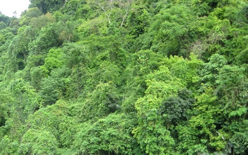 Ảnh minh họa. Nguồn: Vườn quốc gia Pù Mát
